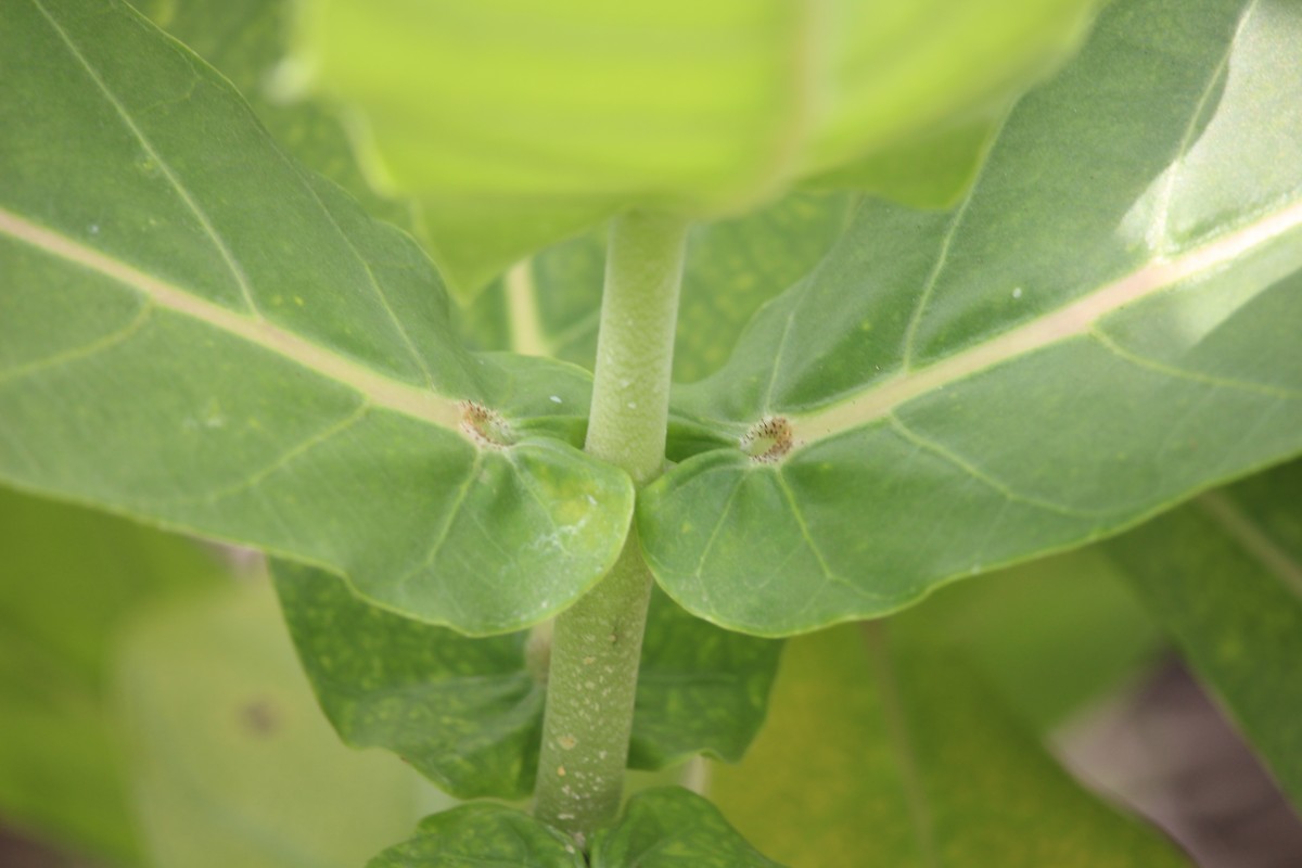 Calotropis gigantea (L.) W.T.Aiton